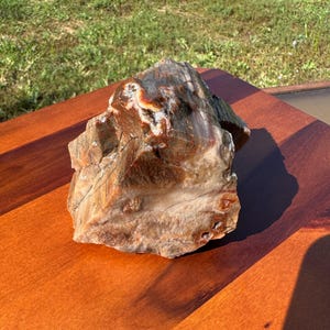1.2lb - UV Reactive - Rainbow Petrified Wood from Arizona