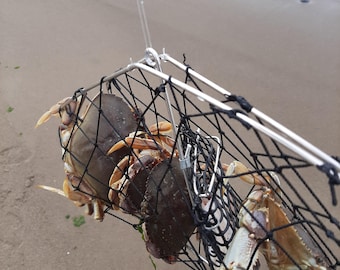 May include: A metal crab trap holding several brown and tan crabs. The trap is suspended by a rope, with the sandy beach in the background. The crabs are of varying sizes, with visible claws and shells.