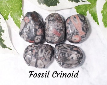 Könnte beinhalten: Fünf glatte, graue und weiße, getrommelte Steine mit versteinerten Crinoidenmustern. Die Steine haben einen rosafarbenen und roten Farbton. Die Steine sind in einer Gruppe auf einer weißen Oberfläche angeordnet. Der Text "Fossil Crinoid" ist unter den Steinen geschrieben.