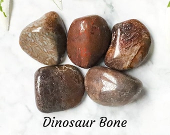 Dinosaur Bone Crystal Tumbled Stone Polished Stone Gemstone / Expression Evolution Letting Go Smooth Pebble Boulder Dino Fossil America USA