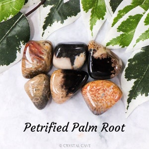 Op de afbeelding: Een verzameling van zes gladde, gepolijste versteende palmwortelsteen. De stenen zijn een mix van bruine, zwarte en witte kleuren met ingewikkelde patronen. De stenen zijn gerangschikt op een wit oppervlak met groene bladeren.