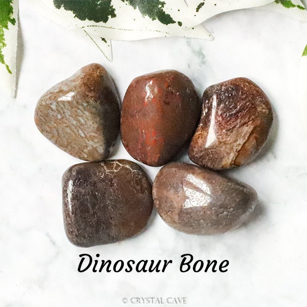 Dinosaurus Bot Edelsteen Trommelsteen Knuffelsteen / Uitdrukking Evolutie Loslaten / Steen Gepolijst Kristal Kristallen Fossiel Amerika USA