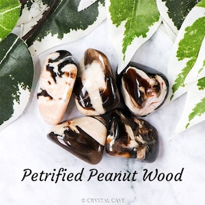 Petrified Peanut Wood Leipzig Crystal - Tumbled Stone Polished Gemstone / Grounding Patience Changes / Fossil Mineral Root Chakra Australia