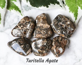Pierre précieuse d'agate Turitella - Pierre roulée Pierre câline Vies antérieures Règne végétal Grossesse Fossile Pierre préhistorique Wyoming États-Unis Amérique