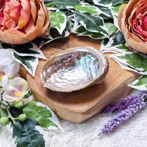 Abalone Shell / Smudge Home Cleansing Smudging Meditation Wealth Happiness Abundance Spiritual Sage Water Offering Mother of Pearl Shells