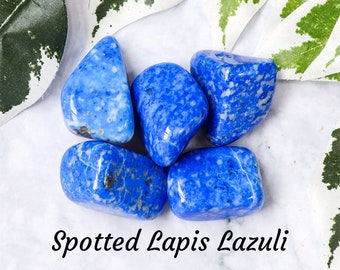Spotted Lapis Lazuli Crystal - Tumbled Stone Polished Gemstone / Wisdom Truth Expression / Metaphysical Rocks Quartz Smooth Blue Afghanistan