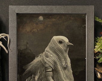 May include: A vintage-style framed photograph of a bird-like creature wearing a hooded garment. The creature has a long beak and is standing on a textured surface. The photograph is in a dark wooden frame with a white mat.