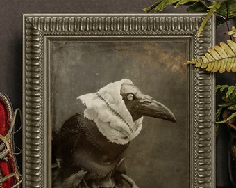 Könnte beinhalten: Ein gerahmtes Foto im Vintage-Stil von einer schwarzen Krähe, die einen weißen Spitzenkragen trägt. Die Krähe sitzt auf einem Ast und hat einen ernsten Gesichtsausdruck. Das Foto ist in einem dunkelbraunen Rahmen mit einem dekorativen Rand.