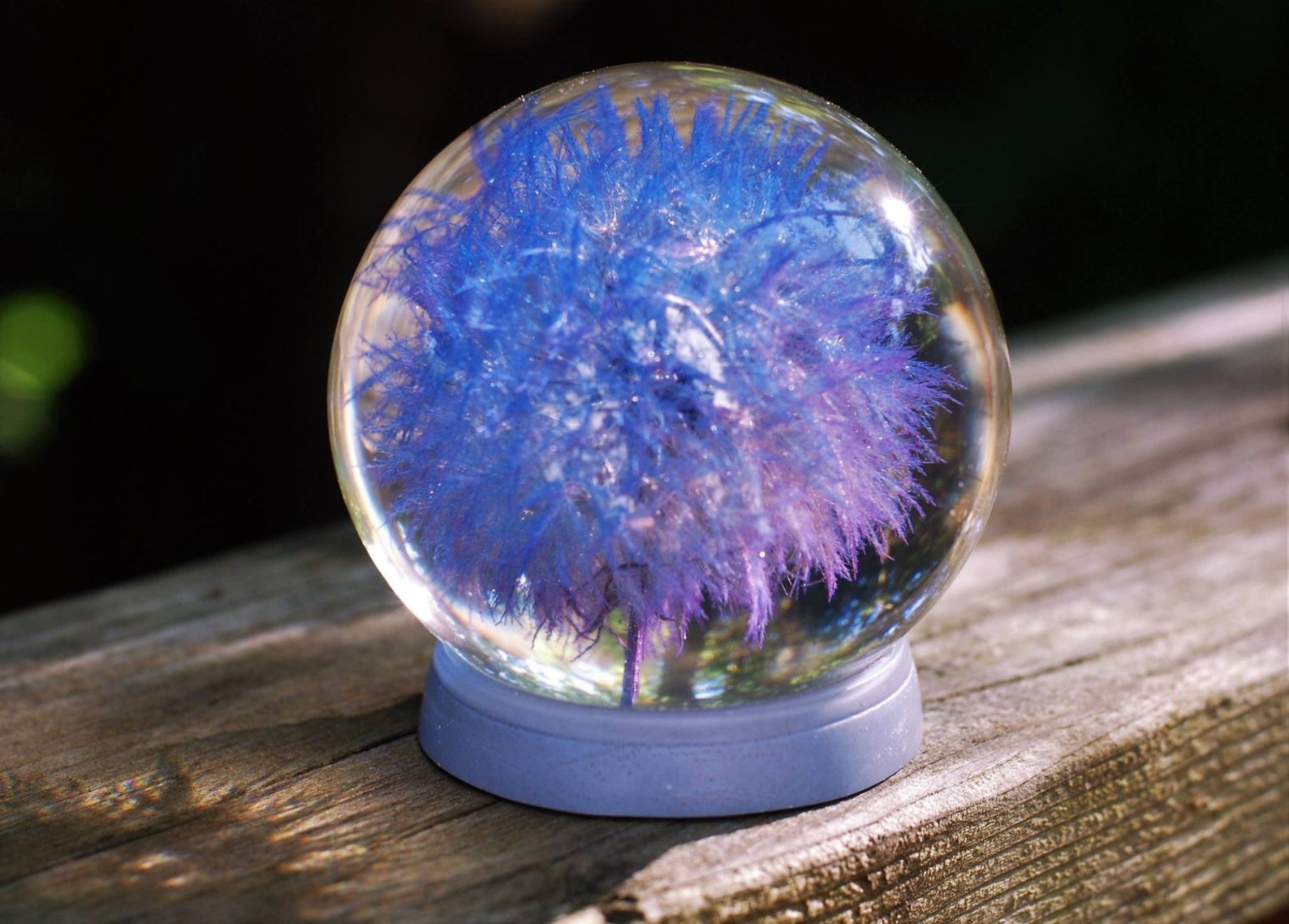 Large Oregonian Dandelion. Globe Keepsake. Blue Dandelion Etsy