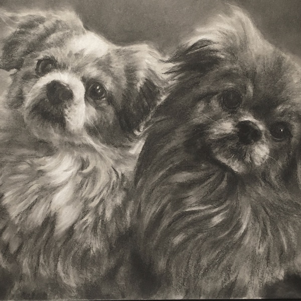 Charcoal Pet Portrait with Timelapse Video