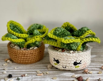 Dwarf Snake Plant Crochet Pattern