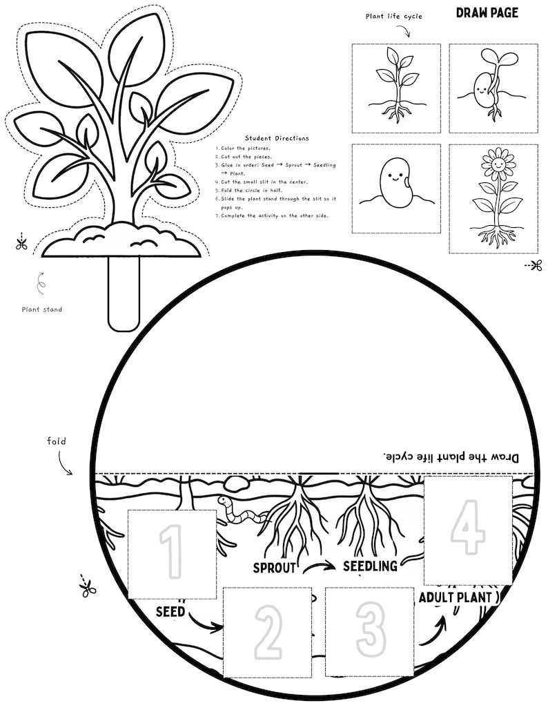 Plant Life Cycle Foldable Craft | Cut and Paste Sequencing Activity ...