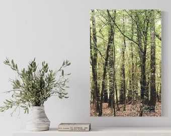 Spring Forest Art Photography Wall Decor