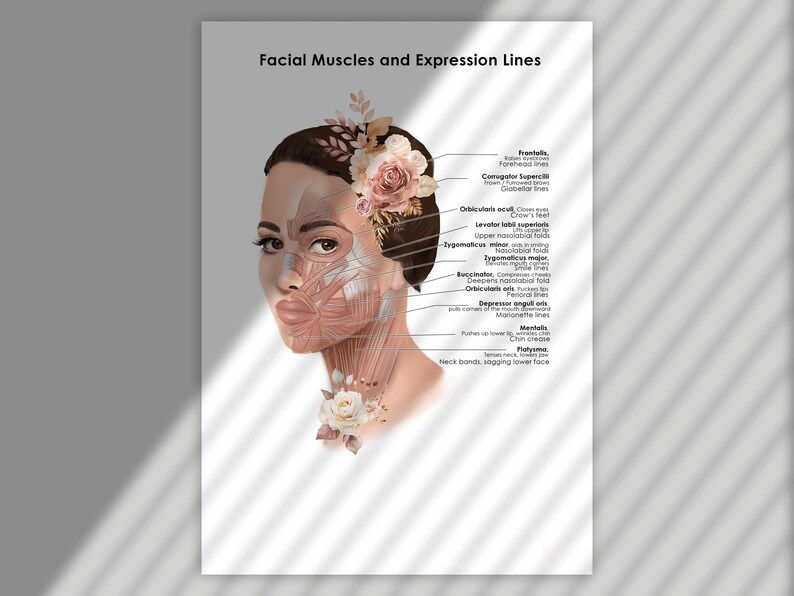 Facial Anatomy Art Print | Facial Muscles & Expression Lines Poster ...