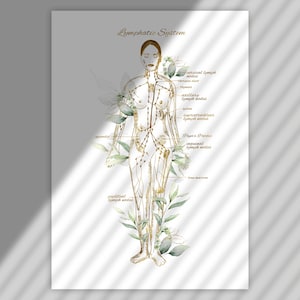 May include: A watercolor illustration of the lymphatic system on a white background. The illustration shows a female figure with the major lymph nodes labeled in gold lettering. The illustration is surrounded by green leaves.