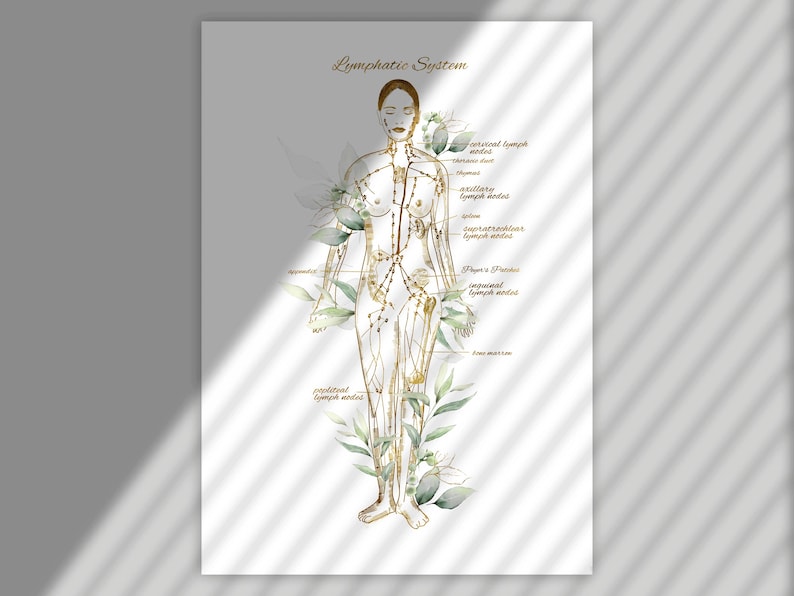 May include: A watercolor illustration of the lymphatic system on a white background. The illustration shows a female figure with the major lymph nodes labeled in gold lettering. The illustration is surrounded by green leaves.