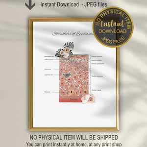 Epidermis Structure Art Print: Skin Anatomy Poster, Esthetician Decor (Digital Download)