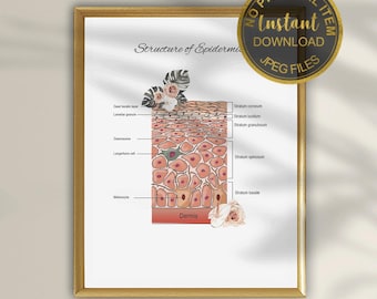 Impression d'art de la structure de l'épiderme pour les cliniques de dermatologie et d'esthétique - Art mural médical en couches cutanées, décoration d'esthéticienne imprimable