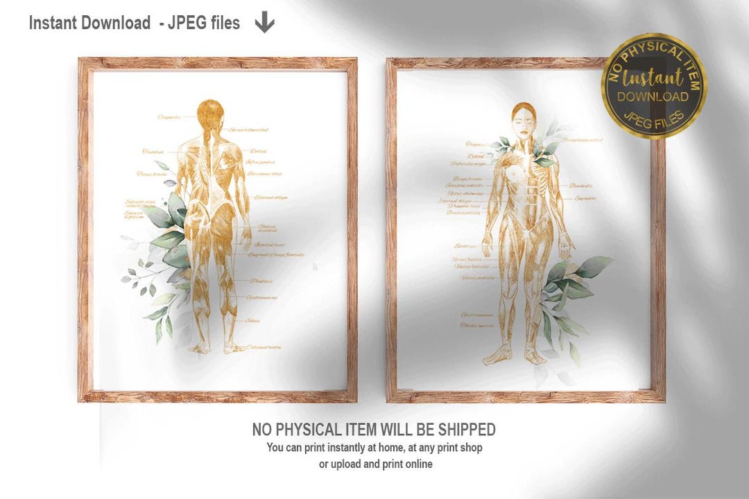 Anatomy Art Set – Muscular System Poster, Medical Anatomy Wall Art ...