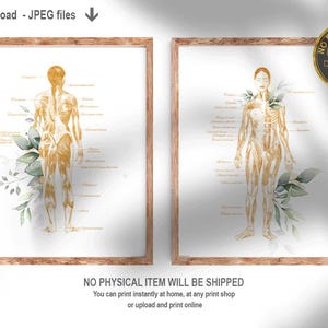Anatomy Art Set Muscular System Medical Prints, Doctor Office & Massage Room Decor, Gift For Massage Therapist, Printable Wall Art