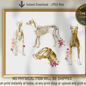 Dog Anatomy Art, Veterinarian Graduation Gift, Veterinarian Art, Vet Clinic Decor, Vet Art, Vet Office Decor, Vet Gift , Veterinary Student