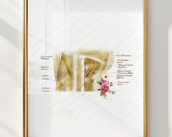 Neck Muscle Anatomy Printable, Cervical Muscles Poster, Chiropractic Wall Art, Orthopedic Decor, Physical Therapy Clinic Art, Medical Office