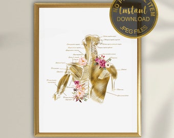 Shoulder & Back Muscles Anatomy Poster for Massage Therapists | Physical Therapy , Chiropractic Wall Art