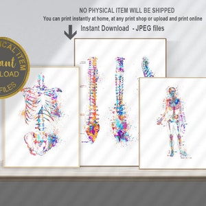 Anatomy Print Set, Medical Art Print, Anatomy Art Print, Printable Art, Doctor Gift, Art Print Set, Doctor Office Wall Decor Printable image 1