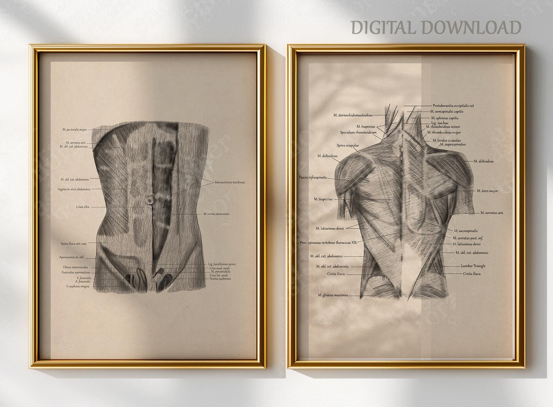 Anatomy Muscle Wall Art Set of 8 Prints, Vintage Medical Anatomy Poster ...