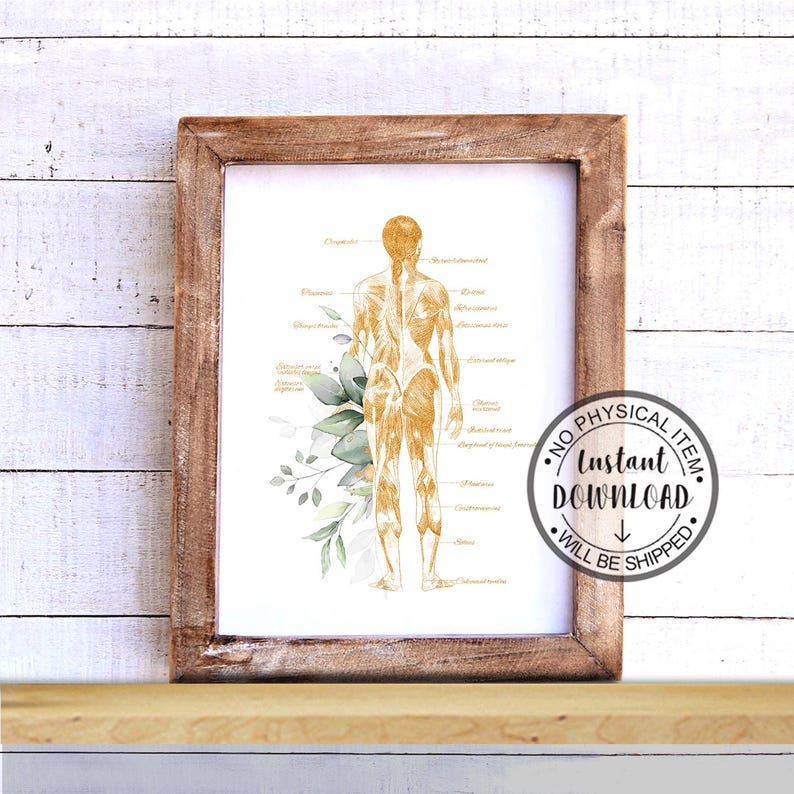 Anatomy Art Set – Muscular System Poster, Medical Anatomy Wall Art ...