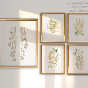 Könnte beinhalten: Ein Set aus fünf gerahmten Wandbildern mit goldfarbenen anatomischen Akupunkturdiagrammen des menschlichen Körpers, Ohrs, der Hand, des Gesichts und Fußes, akzentuiert durch grüne botanische Illustrationen und den Text ACUPUNCTURE WALL ART.