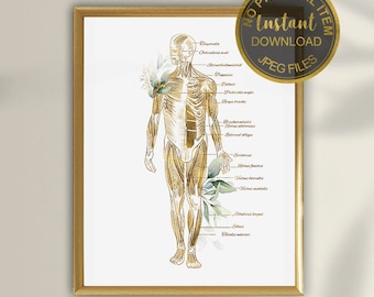 Stampa artistica del sistema muscolare, poster di anatomia umana, tabella dei muscoli del corpo, decorazione per clinica di fisioterapia, regalo per studenti di medicina, download digitale