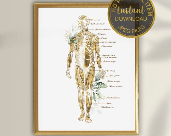 12 Human Body Anatomy Posters Muscular System Diagram Medical Art Major ...