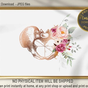 Female Pelvis Anatomy Art, Pelvimetry, Pelvis Obstetrics, Midwife Gift, Obgyn Office Decor, Orthopedic Art, Medical Art, Pelvis Art Print