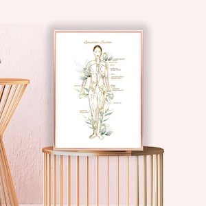 May include: A white poster with a gold outline depicting the lymphatic system of the human body. The poster features a female figure with lines representing the lymphatic system. The poster is titled "Lymphatic System" and includes labels for the different lymph nodes.