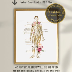 Vrouwelijke gespierde systeem print, gespierd systeem kunst, massage therapeut kunst, chiropractie Clinic, Yoga Studio Decor, Chiropractor Art Poster