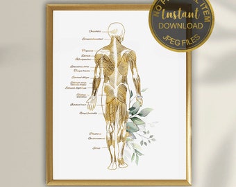 Op de afbeelding: Een printbare illustratie van het menselijk spierstelsel, afgebeeld in goud en wit met een aquarel achtergrond. De illustratie bevat labels voor de spieren. De tekst "No Physical Item Will Be Shipped" staat onderaan de afbeelding.