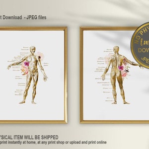 Muscular System, Chiropractor Student, Massage Therapist Office, Physical Therapist Gift, Muscles Poster, Chiropractic Gift, Anatomy Art