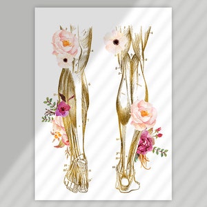 RMT Office Decor, Massage Therapist Gift, Massage Therapist Graduation Gift, Massage Room Decor, Muscular System Art, Anatomy Art Set image 3