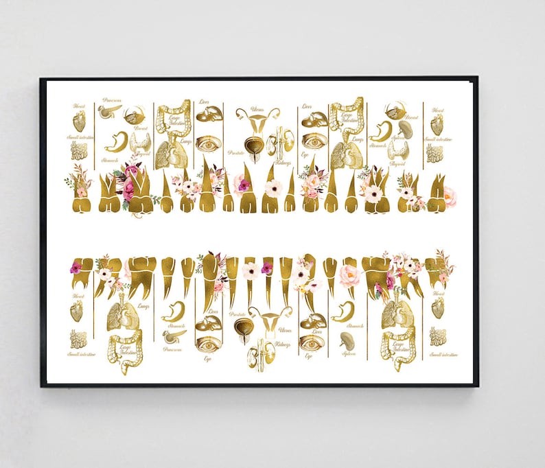 Meridian tooth chart tooth and organ relationship chart etsy