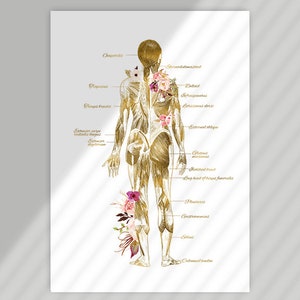 RMT Office Decor, Massage Therapist Gift, Massage Therapist Graduation Gift, Massage Room Decor, Muscular System Art, Anatomy Art Set image 6