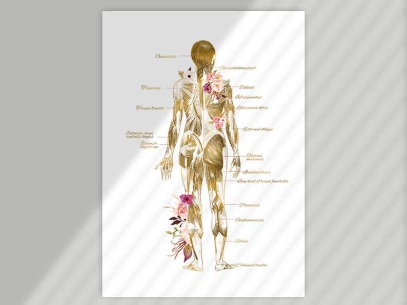 RMT Office Decor, Massage Therapist Gift, Massage Therapist Graduation Gift, Massage Room Decor, Muscular System Art, Anatomy Art Set image 6