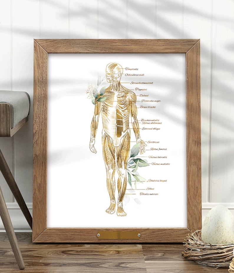 Muscular System Art Print, Human Anatomy Poster, Body Muscles Chart ...