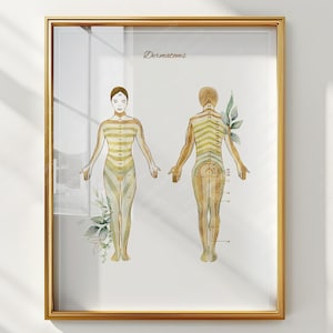 Diagrama de anatomía de dermatomas, póster de distribución de nervios espinales, mapa de dermatomas imprimible, arte mural de anatomía médica