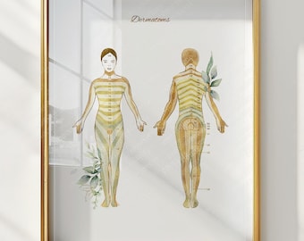 Tableau de l'anatomie des dermatomes, affiche sur la distribution du nerf spinal, carte des dermatomes imprimable, art mural anatomie médicale