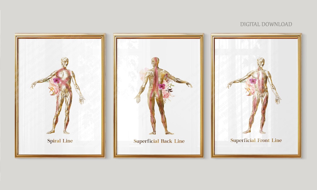 Functional Line Myofascial Lines Poster Set | Superficial Front Back & Spiral Line ...