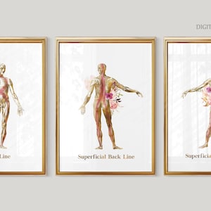 Myofascial Lines Poster Set | Superficial Front Back & Spiral Line | Functional Anatomy Wall Art for Physiotherapy, Pilates | Printable Art