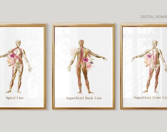 Posterset myofasciale lijnen | Oppervlakkige voorkant, achterkant en spiraallijn | Functionele anatomie kunst aan de muur voor fysiotherapie, pilates | Afdrukbare kunst