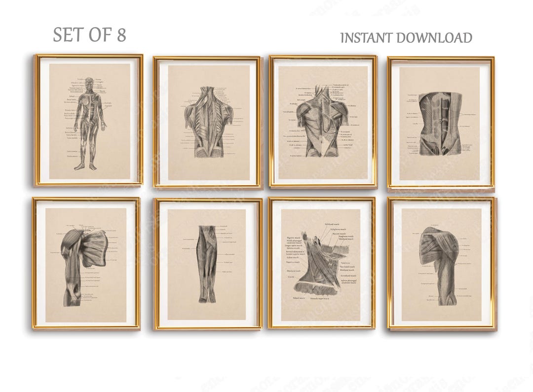 Anatomy Muscle Wall Art Set of 8 Prints, Vintage Medical Anatomy Poster ...