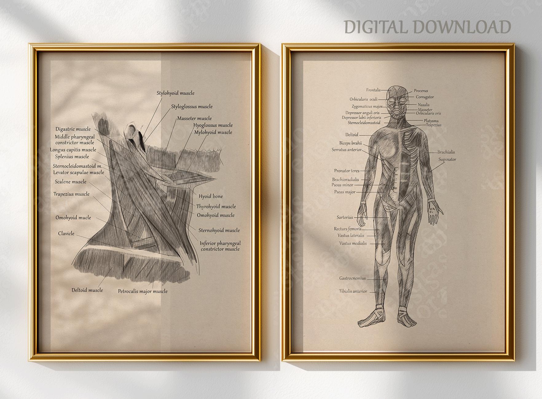 Anatomy Muscle Wall Art Set of 8 Prints, Vintage Medical Anatomy Poster ...